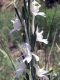 Delphinium rugulosum