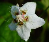 Parnassia palustris