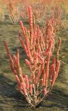 Salicornia europaea. Плодоносящее растение на берегу моря. Нидерланды, Северное море, остров Схирмонниког. Сентябрь 2006 г.