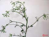 Pimpinella anisum