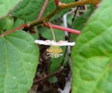 Actinidia kolomikta