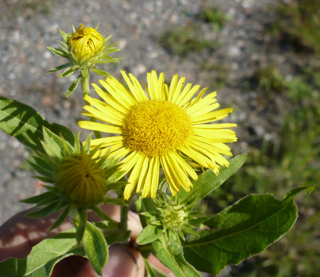 Изображение особи Inula britannica.