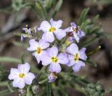 Dontostemon integrifolius