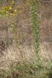 Conyza sumatrensis. Цветущие и плодоносящие растения. Крым, Ялта, пустырь. 8 ноября 2014 г.