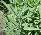 Salvia officinalis