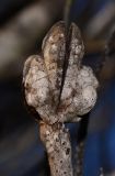 Hakea bucculenta