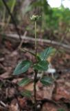 Chimaphila japonica. Плодоносящее растение. Приморский край, окр. г. Находка, вблизи м. Пассека, дубовый лес с подлеском из леспедецы двуцветной. 22.09.2016.