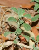 Galenia pubescens