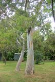 Eucalyptus viminalis. Нижние части крон молодых деревьев. Черноморское побережье Кавказа, г. Сочи, в культуре. 28 мая 2015 г.