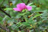 Rosa rugosa