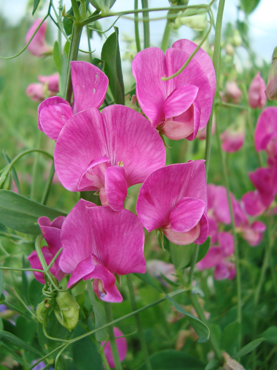 Изображение особи Lathyrus tuberosus.