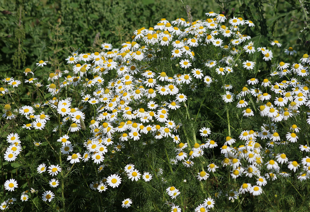 Изображение особи Tripleurospermum inodorum.