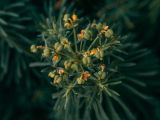 Euphorbia cyparissias