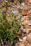 Myosotis sylvatica