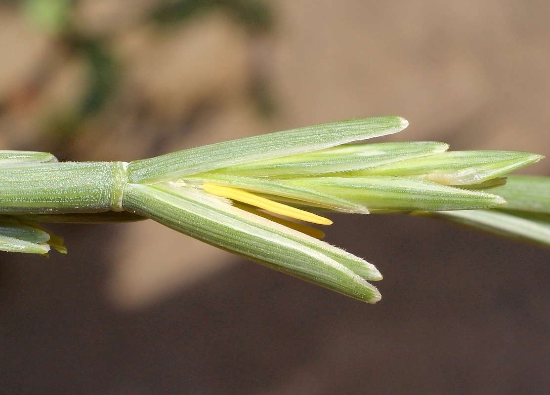 Изображение особи Elytrigia bessarabica.