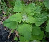 Chenopodium album. Вегетирующее растение. Чувашия, окр. г. Шумерля, Кумашкинский заказник, Соколова поляна. 1 июня 2010 г.