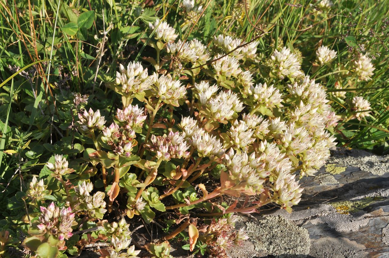 Изображение особи Sedum oppositifolium.