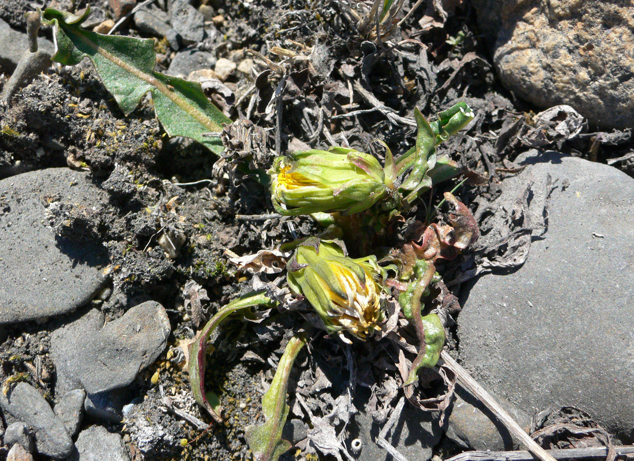 Image of genus Taraxacum specimen.