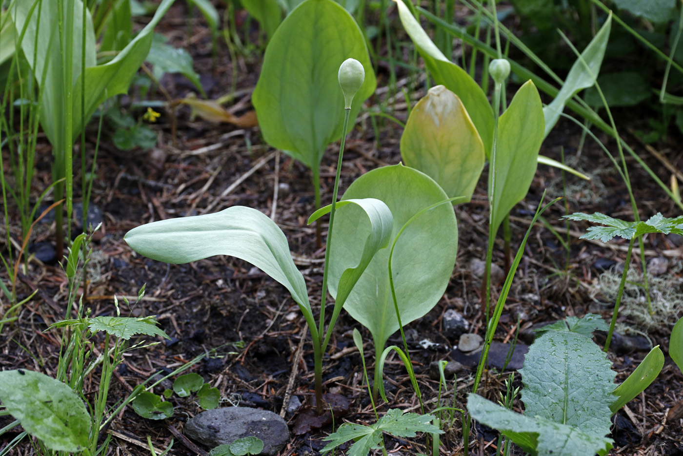 Изображение особи Erythronium sibiricum.