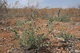 Astragalus turczaninowii