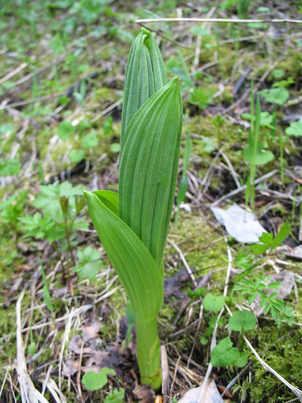 Изображение особи Veratrum lobelianum.