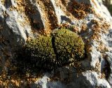 Jaffueliobryum latifolium