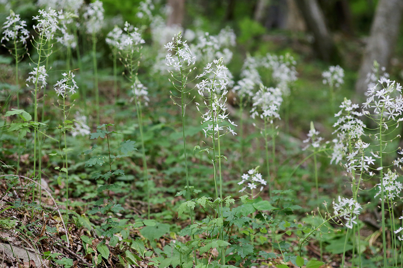 Изображение особи Ornithogalum arcuatum.