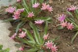 Lewisia cotyledon. Цветущие растения. Костромская обл., Судиславский р-н, дер. Антипино, в культуре. 01.06.2019.