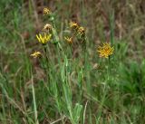 Tragopogon pratensis. Верхушка отцветающего растения с питающейся тлёй. Владимирская обл., Судогодский р-н, окр. дер. Митино, вырубка. 15.06.2019.