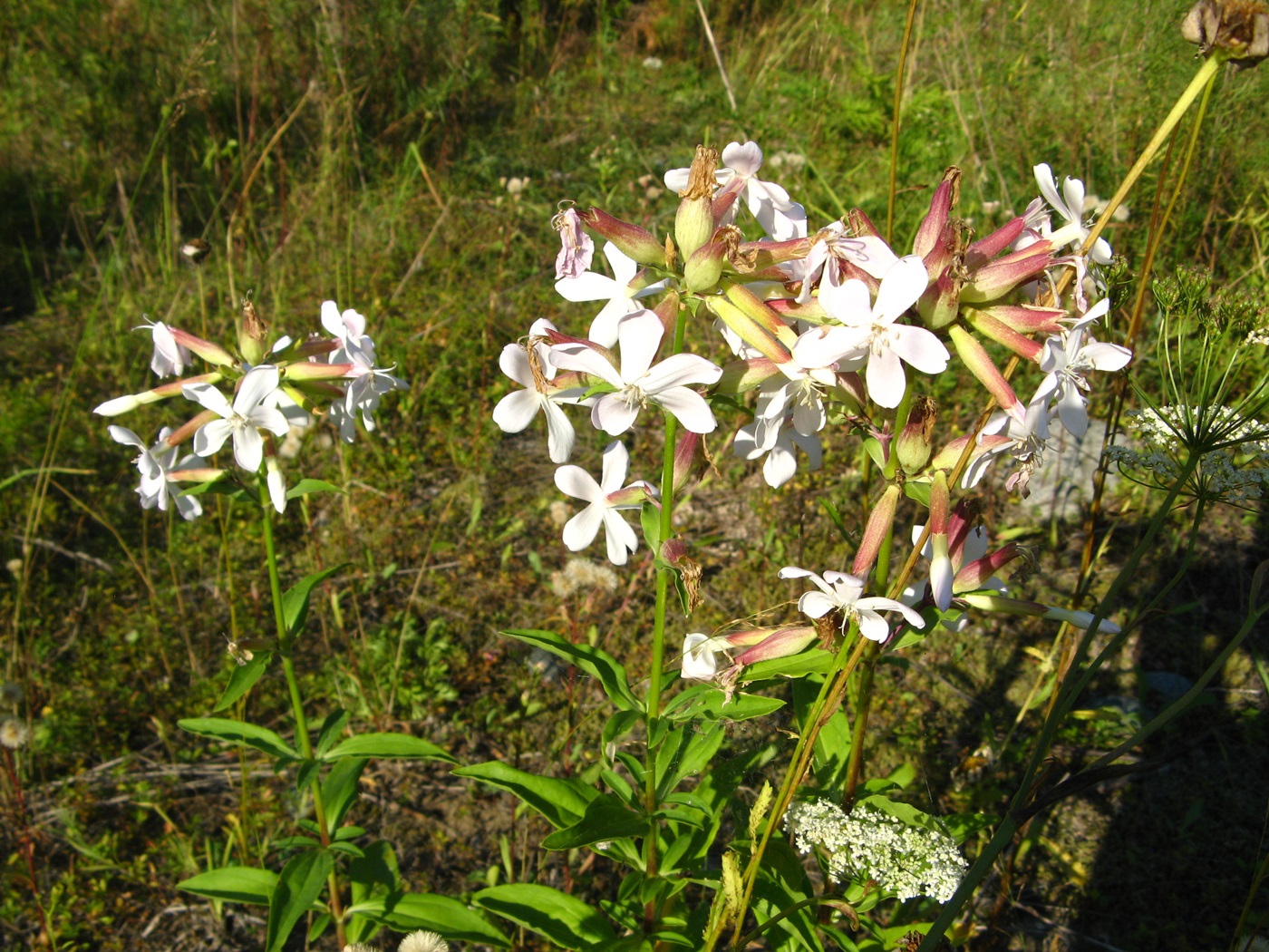 Изображение особи Saponaria officinalis.