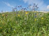 Myosotis alpestris. Цветущее растение. Адыгея, Кавказский биосферный заповедник, склон горы Абадзеш, ≈ 2200 м н.у.м., альпийский луг. 28.06.2015.