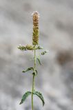 Mentha asiatica