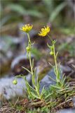 Saxifraga aizoides. Цветущие растения. Мурманская обл., п-в Рыбачий, берег р. Скорбеевская вблизи водопада, вороничная тундра. 29.07.2020.