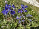 Delphinium caucasicum