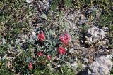 Astragalus calycinus