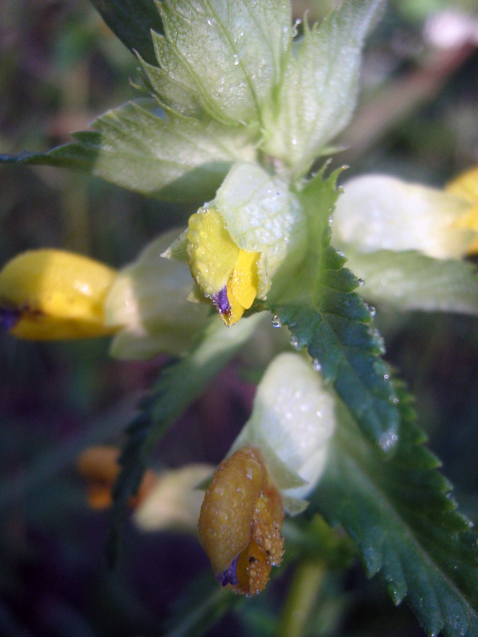 Изображение особи Rhinanthus songaricus.