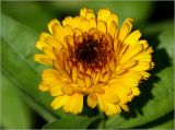 Calendula officinalis