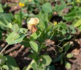 Lathyrus fulvus