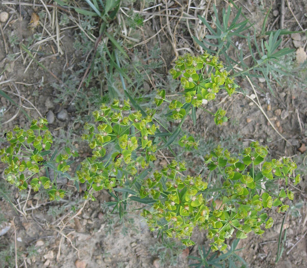 Изображение особи Euphorbia leoncroizatii.