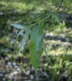 Salix alba. Верхушка побега. Ярославская обл., г. Переславль-Залесский, дендрологический парк им. С. Ф. Харитонова. 12.06.2022.