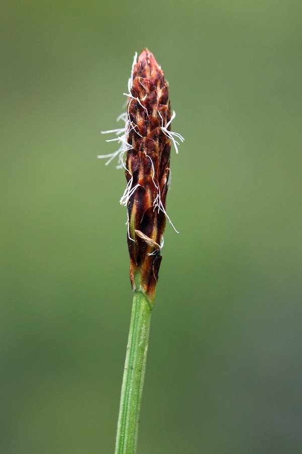 Image of Carex vaginata specimen.