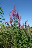 Lythrum salicaria