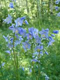 Polemonium chinense. Побеги с соцветиями с цветками и бутонами. Хабаровский край, окр. г. Комсомольск-на-Амуре, поляна недалеко от административного здания лыжной базы \"Снежинка\" (ООПТ \"Кедрово-тисовая роща\"). 18.06.2023.