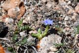 Gentiana karelinii