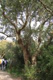 Quercus suber. Старое дерево. Италия, Лацио, Латина, бухта Гаэта. 08.04.2011.