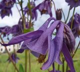 Aquilegia vulgaris. Цветок. Чувашия, окрестности г. Шумерля, объездная трасса. 6 июня 2006 г.