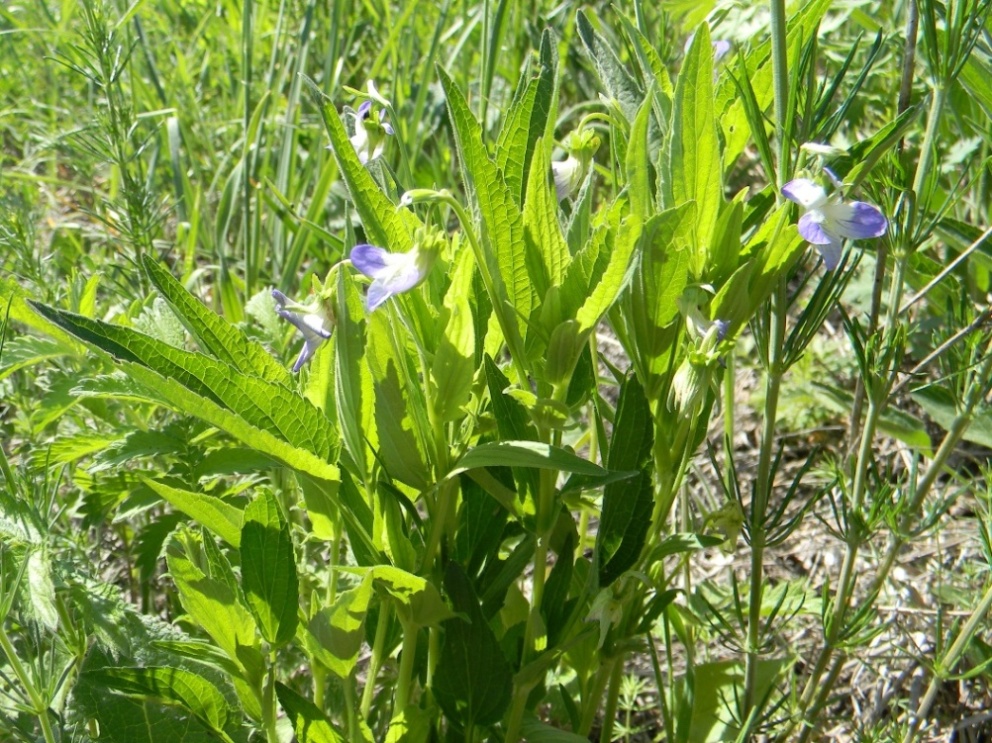 Image of Viola elatior specimen.