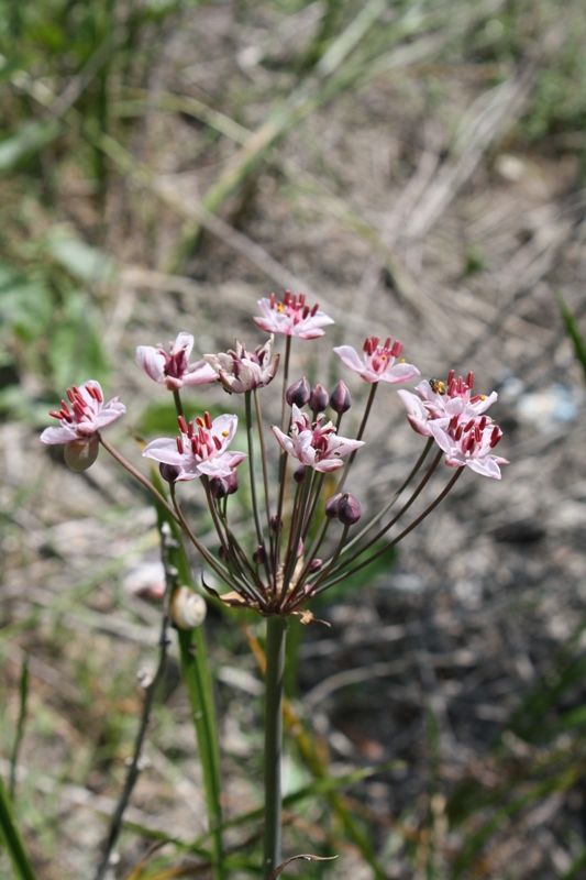 Изображение особи Butomus umbellatus.