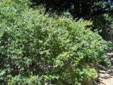 Abelia × grandiflora. Цветущее растение. Южный берег Крыма, Никитский ботанический сад. 21 июля 2012 г.