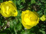 Trollius europaeus